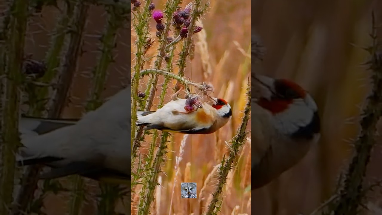 European goldfinch eats Stillits Stieglitz Putter Szczygieł Stehl&iacute;k obyčajn&yacute; Cardellino #shorts