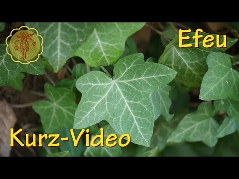 Video: Efeu-Budra (Pflanze) - Eigenschaften Und Anwendung Von Efeu-Budra, Honig-Budra, Buntem Budra