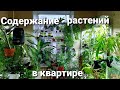 Содержание растений в квартире/Мой опыт