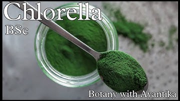 Chlorella Part 1