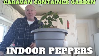 Grow Indoor Pepper Plants