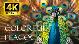 Peacock 4K UHD  4K Video HD  Paradise of Colorful Animals