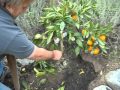 Citrus Satsuma Orange Bush Growing Issues