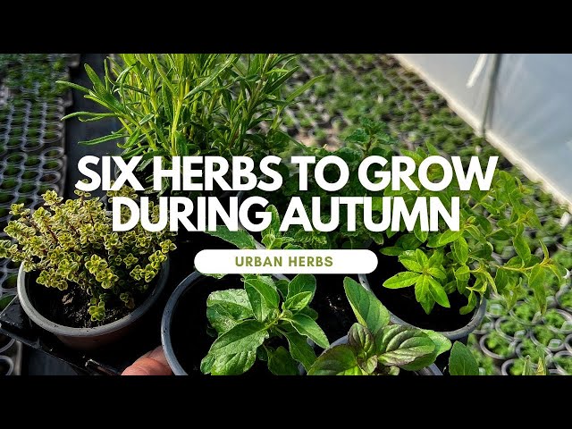 Best herbs to grow in the fall (recommend planting, cooler temperatures, welldraining soil, planted fall) Best herbs to grow in the fall
