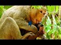 MG, Mommy Licking Her New Born Baby Monkey For Power,Baby Full Wet