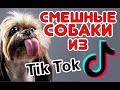 Смешные СОБАКИ из Tik Tok / Funny DOG from Tik Tok