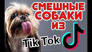Смешные СОБАКИ из Tik Tok / Funny DOG from Tik Tok