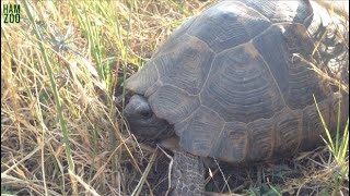 Dev Kaplumbağa Buldum Kara Kaplumbağası
