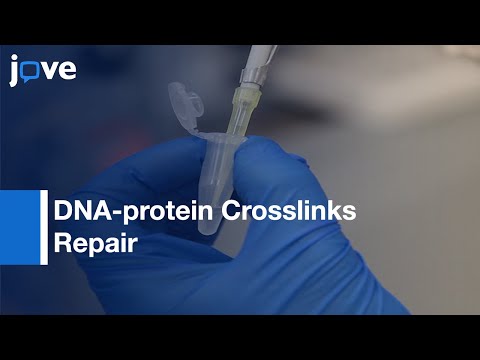 DNA-protein Crosslinks Repair Measurements on Transfected Plasmids | Protocol Preview