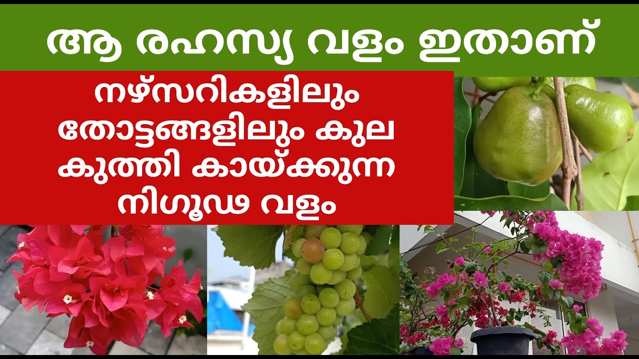 Секретное удобрение, о котором вам никто не расскажет, — это калий.