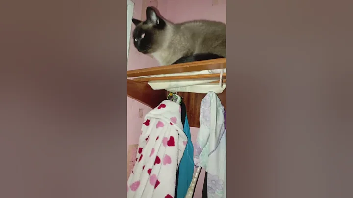 video 1987c1bb9a9d178e0d003a7f15e8eb42 V