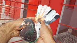 Mohar Wala Taddy Kabootar Pakra Hashim Mahmood Pigeons