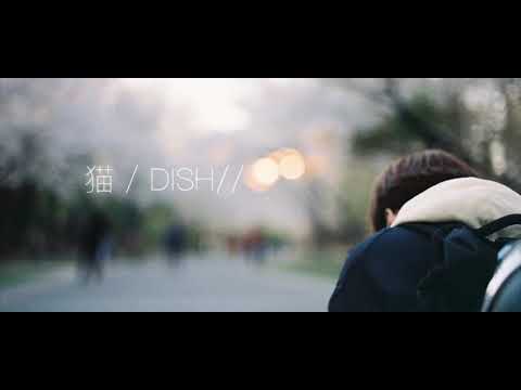 猫/DISH//  弾き語りcover 【優羽。】
