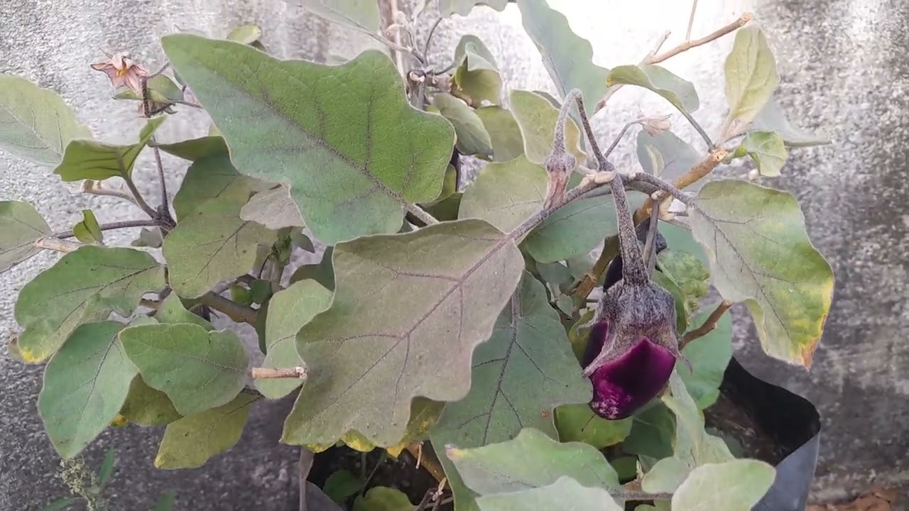 Terec garden #terracegardenindia #टेरेस गार्डन 