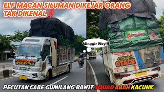 Elf Macan Siluman Dikejar Orang Tak Dikenalmasih Eksis Dengan Modifikasi Lawasan
