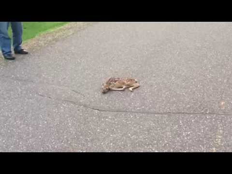 Newborn Fawn Saved