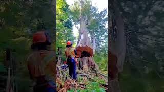 A Day of Felling Giant Dead Trees #satisfying #tree #asmr #oddlysatisfying #giant