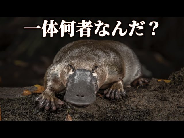 Planet Zoo] A rare Australian animal!? Let's raise a