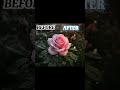 👉 Before vs After Flower Edit 🌸 (CapCut Pro Transformation) #capcut #edit #foryou #editing