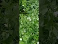 Корисний зелений горошок