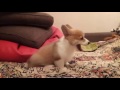 Горошек, 2 мес. Щенок корги-пемброк / 2 month old corgi puppy