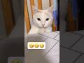 А я бы поел #видосыоткота #cat #цитатыосмысле #цитаты #юмор #кот #цитатыпрожизнь #цитатыизкниг #кот