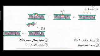 40- تفسير إجابات ( حل كتاب الامتحان اسئلة 2024 ) الطفرات. الأستاذ / محمد الرفاعى ذكى