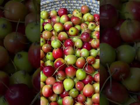 Бейне: Crabapple жемісі туралы ақпарат: Crabapples жемісі қашан