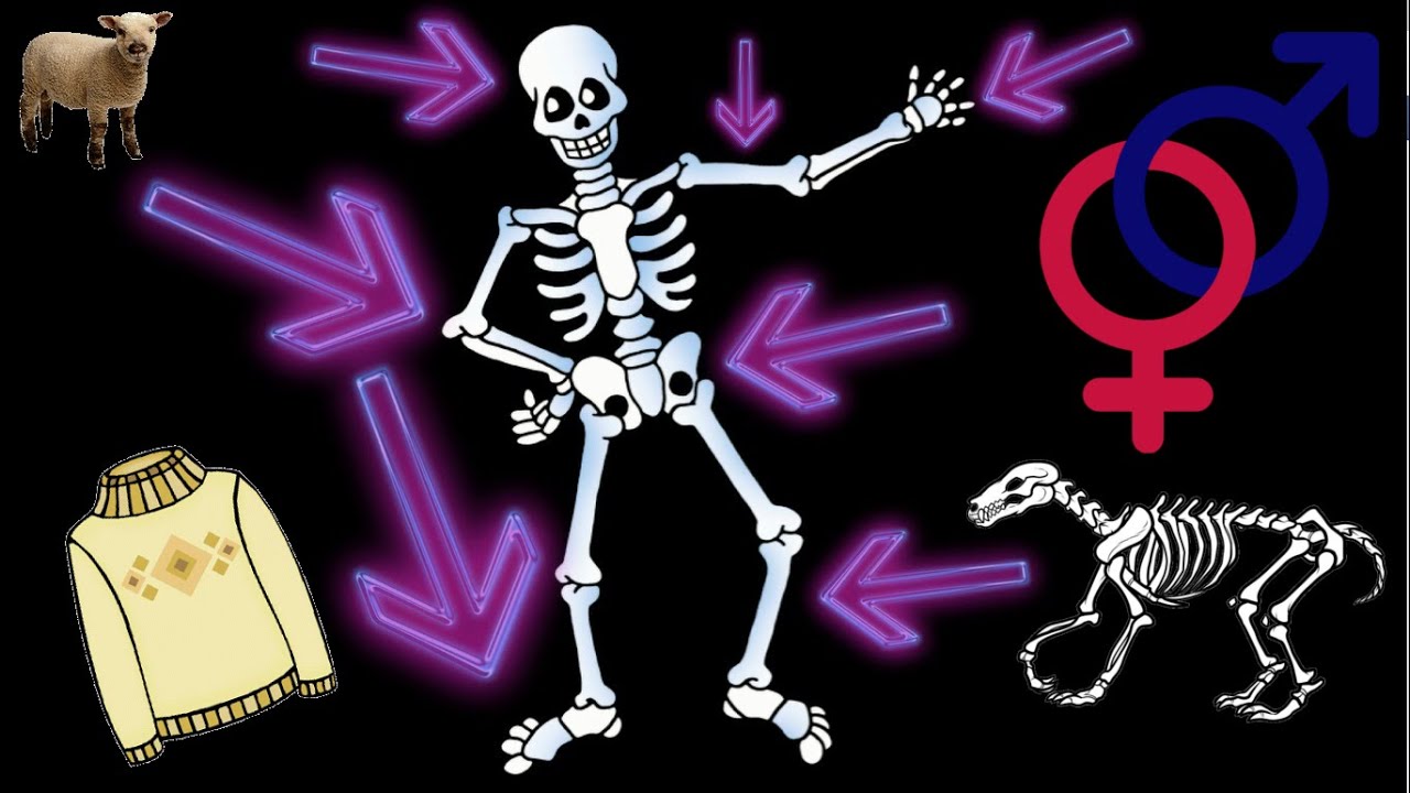 Sex & Gender in Archaeology YouTube