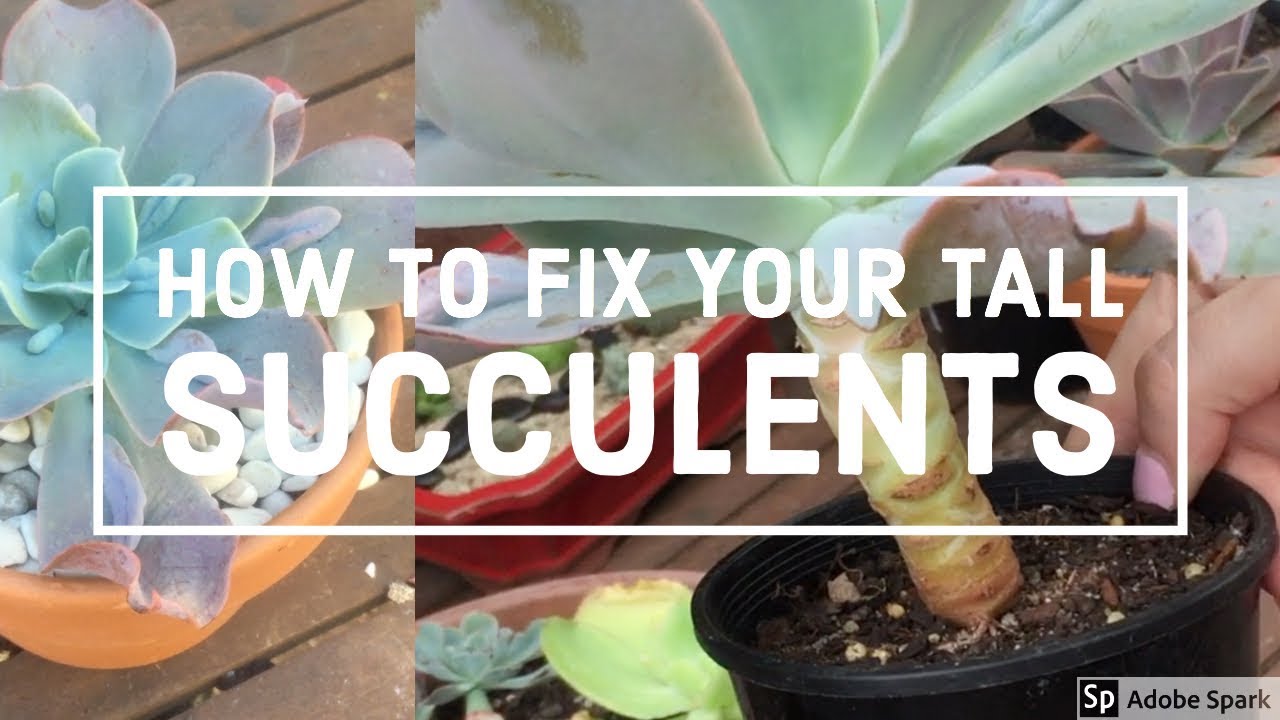 How to Fix Tall Succulents 