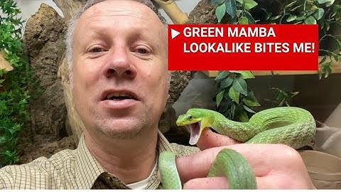 HOW TO stop your snake escaping / HOW TO find your pet snake !