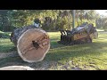 Cutting down a large dieing Maple🪓on the Family🤠Homestead
