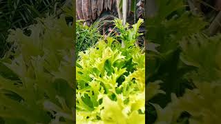 Hijaunya Cantikshorts cover coversong dj bungapemandanganviewnaturealamcinematic