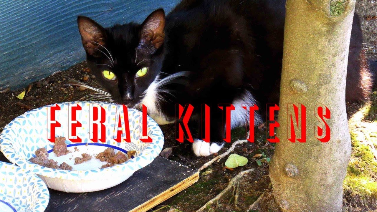 Feral Kittens 