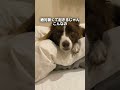 ベッドを陣取る兄弟犬😂【日本スピッツ・ボーダーコリー】#shorts #犬のいる暮らし #兄弟犬