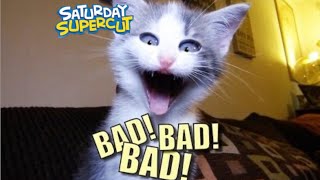 What If￼ talking kitty cat series owns Saturday SuperCut