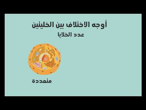 أول وثالث ثانوي أحياء الفرق بين الخلايا حقيقية النواة وبدائية النواة