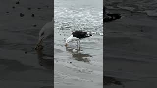 Seagull Eating A Live Crab Revere Beach Apple Iphone 15 Pro Max 5X Telephoto Lens Test Sample