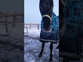 Какие у лошадей усы на морозе. #horse