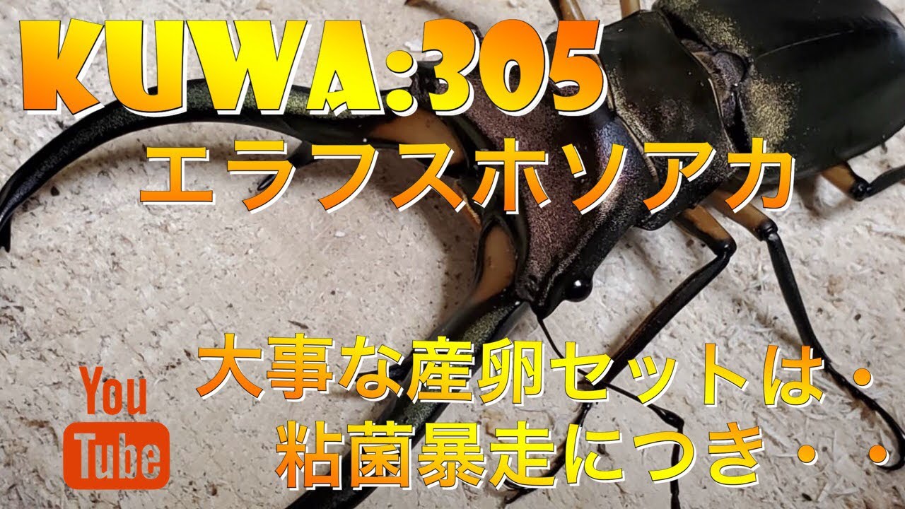 大事な産卵セットに粘菌...クワガタ&カブトムシ【エラフスホソアカ 