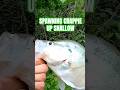 Still Finding a Couple Shallow 🔥 #pescasub #fishing #bassfishing #fish #pesca #crappie #fyp #parati