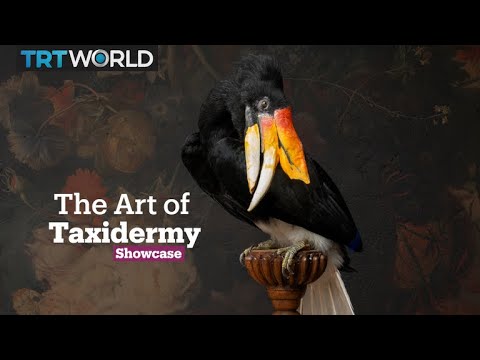 Video: 15 Pendekatan kreatif & tidak konvensional kepada Taxidermy