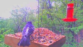 What is this gorgeous black and white speckled bird?