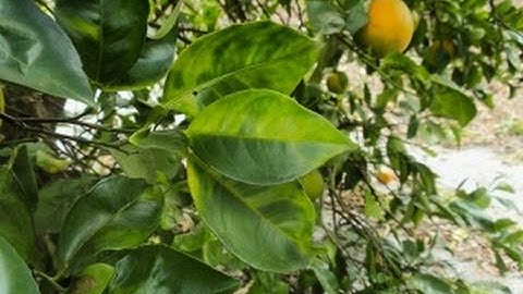 Early Detection Strategies to Combat ACP & HLB in California Citrus