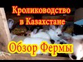 Наши кролики.Кролики в Казахстане.