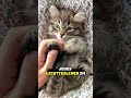 Warum Sehen Katzen Nachts Besser? 👀🌙 #tiere #shorts