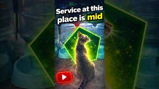 POV: The automatic feeder is officially fired. 😾 #cats #funny #catfunny