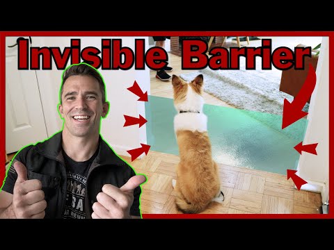 Video: Jak trénovat svého psa zůstat uvnitř neviditelného plotu