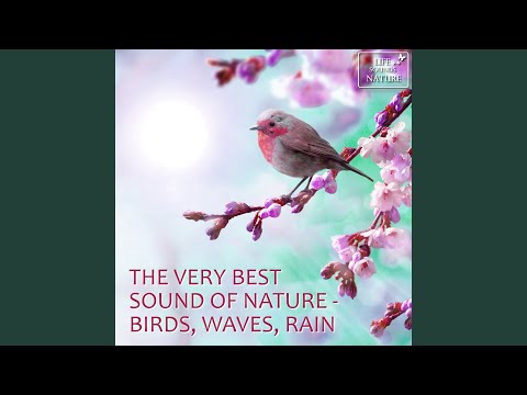 Relaxed Waking With The Birds In The Morning Relaxed Waking With The Birds In The Morning