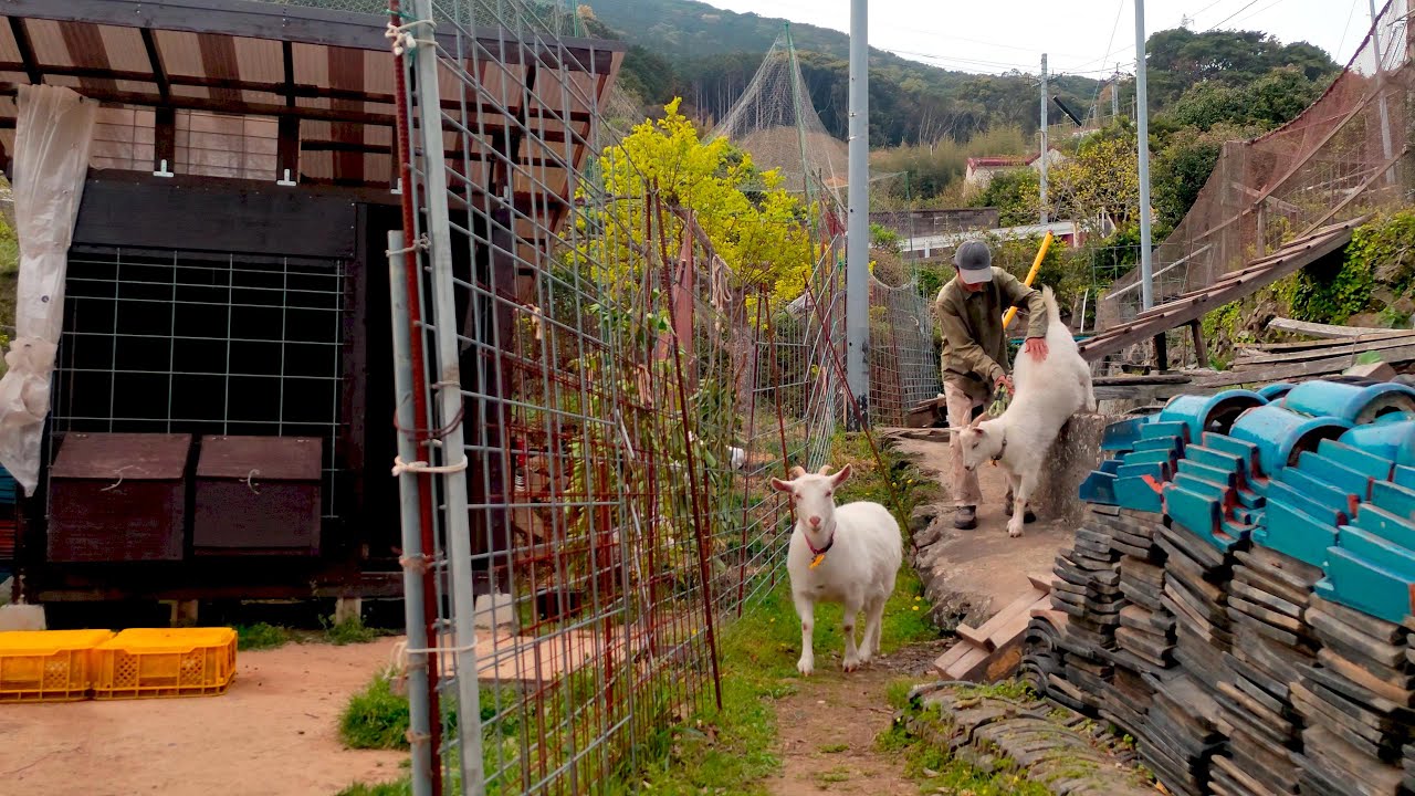 ヤギ小屋周辺の草刈りと、いつものヤギの食事準備の風景。 (04月2025年)